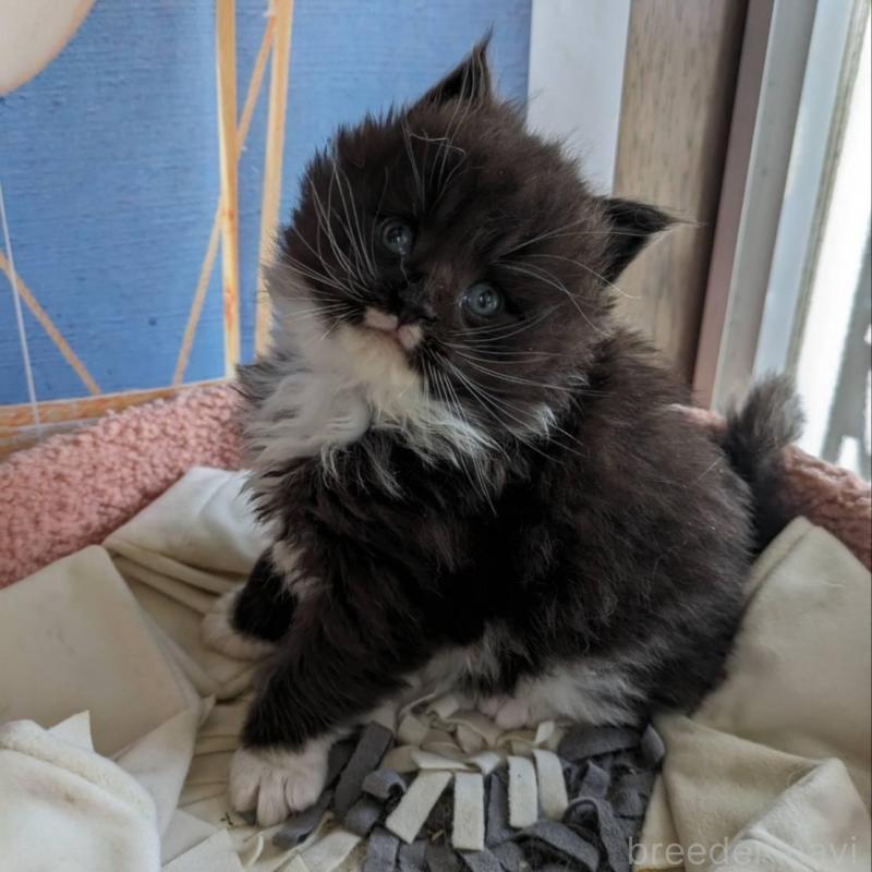 販売中の大阪府のメインクーン-139952の2枚目