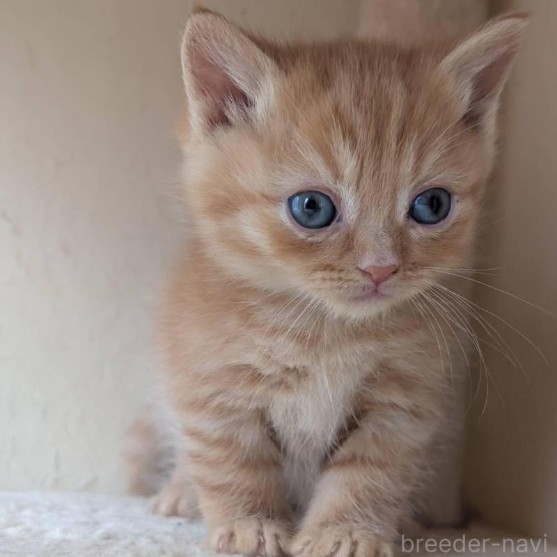 販売中の兵庫県のマンチカン-139953の9枚目