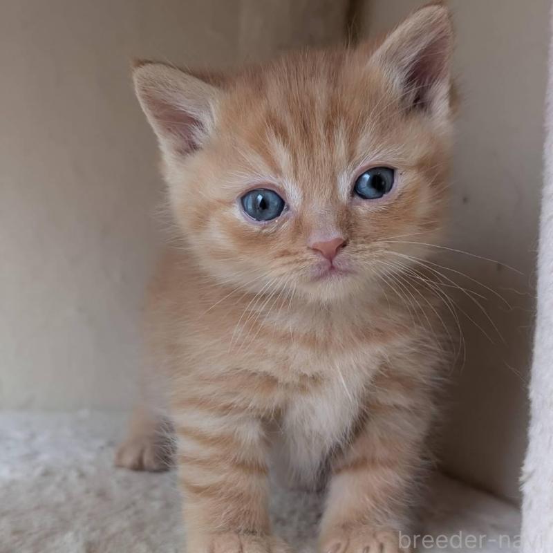 販売中の兵庫県のマンチカン-139953の8枚目