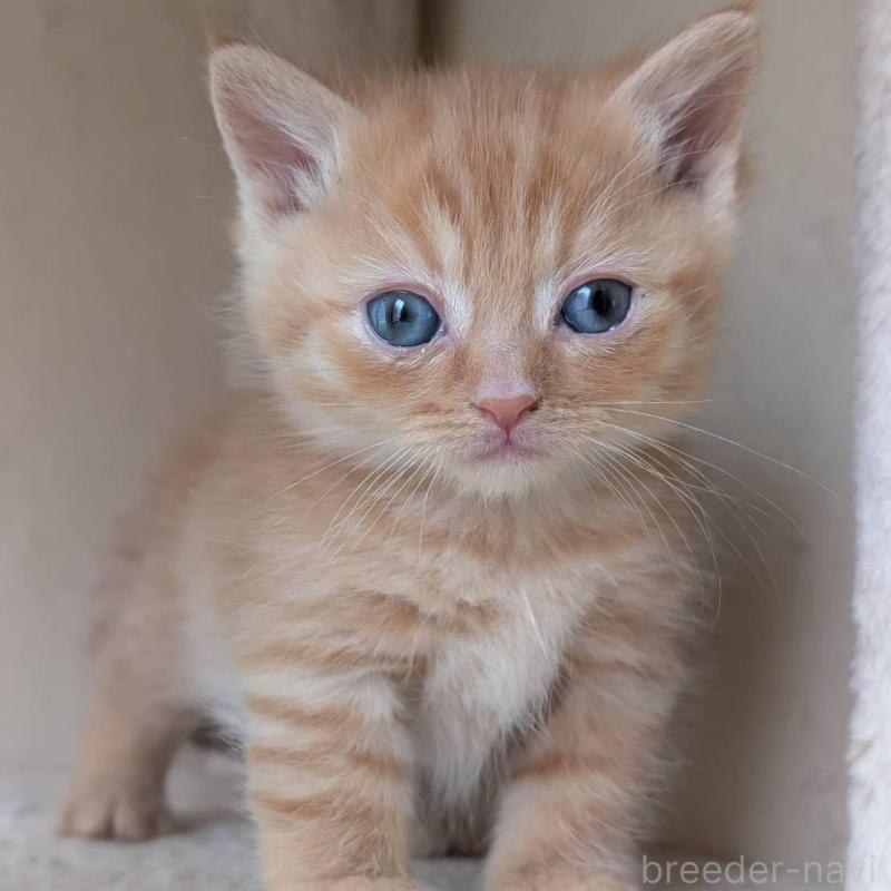 販売中の兵庫県のマンチカン-139953の7枚目