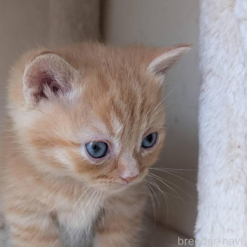 販売中の兵庫県のマンチカン-139953の6枚目