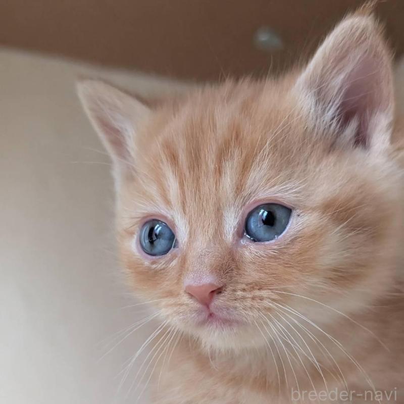 販売中の兵庫県のマンチカン-139953の5枚目