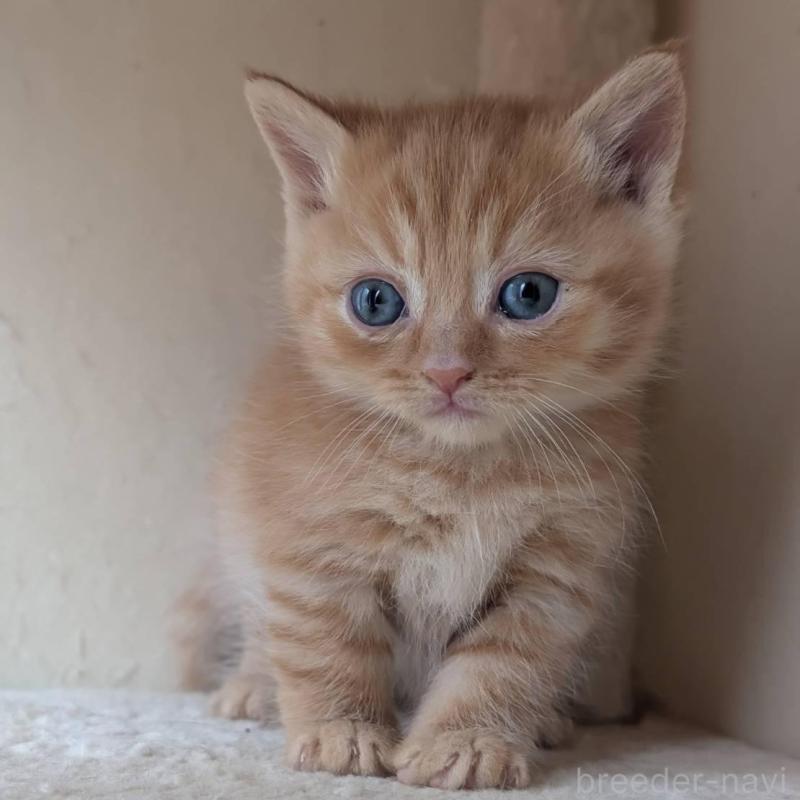 販売中の兵庫県のマンチカン-139953の1枚目