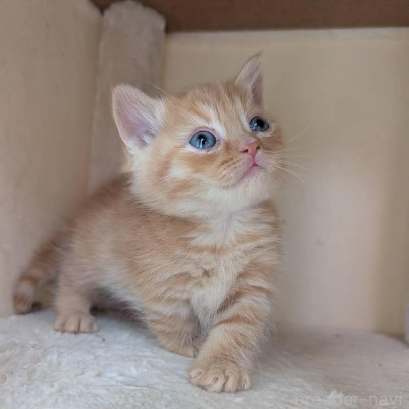 販売中の兵庫県のマンチカン-139953の4枚目