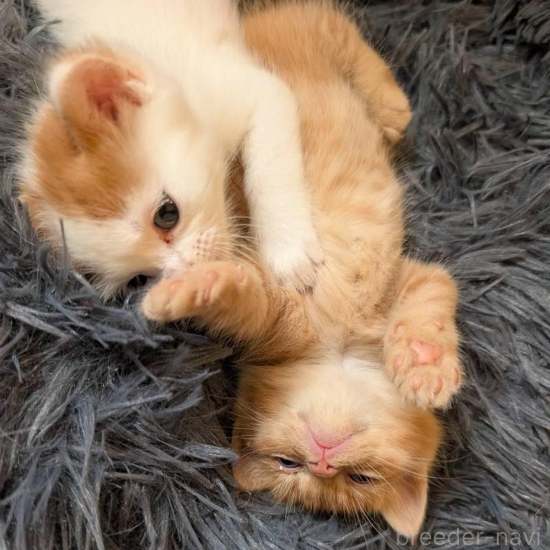 販売中の兵庫県のマンチカン-139953の3枚目