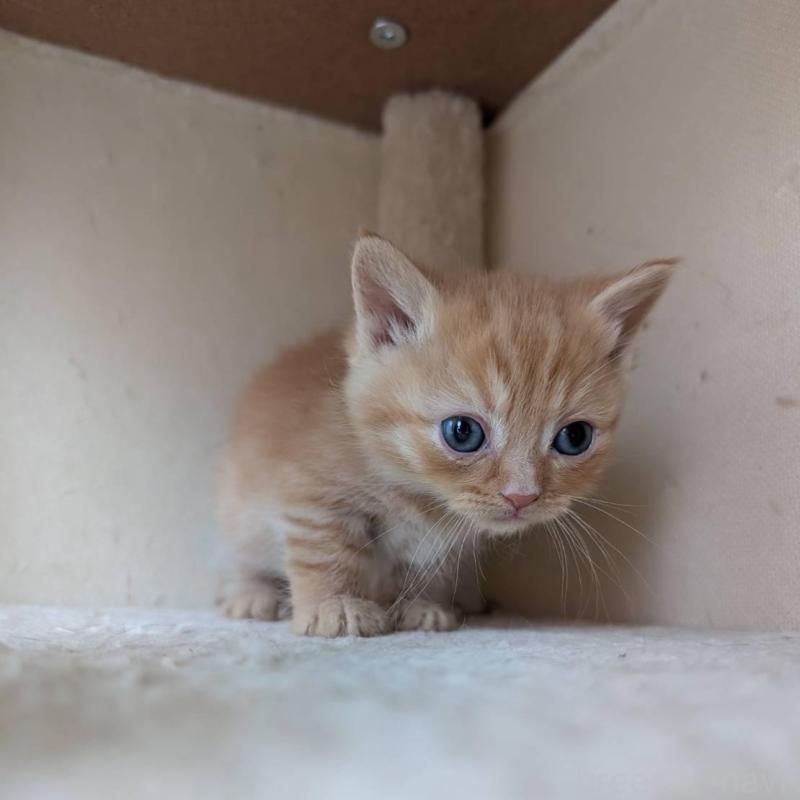 販売中の兵庫県のマンチカン-139953の2枚目