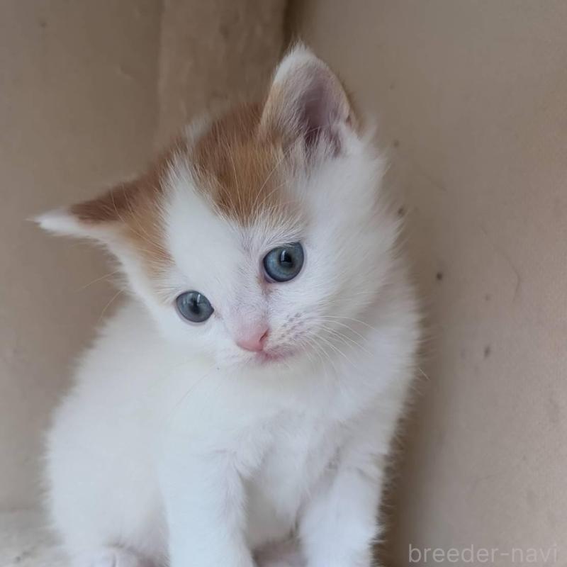 販売中の兵庫県のマンチカン-139954の10枚目