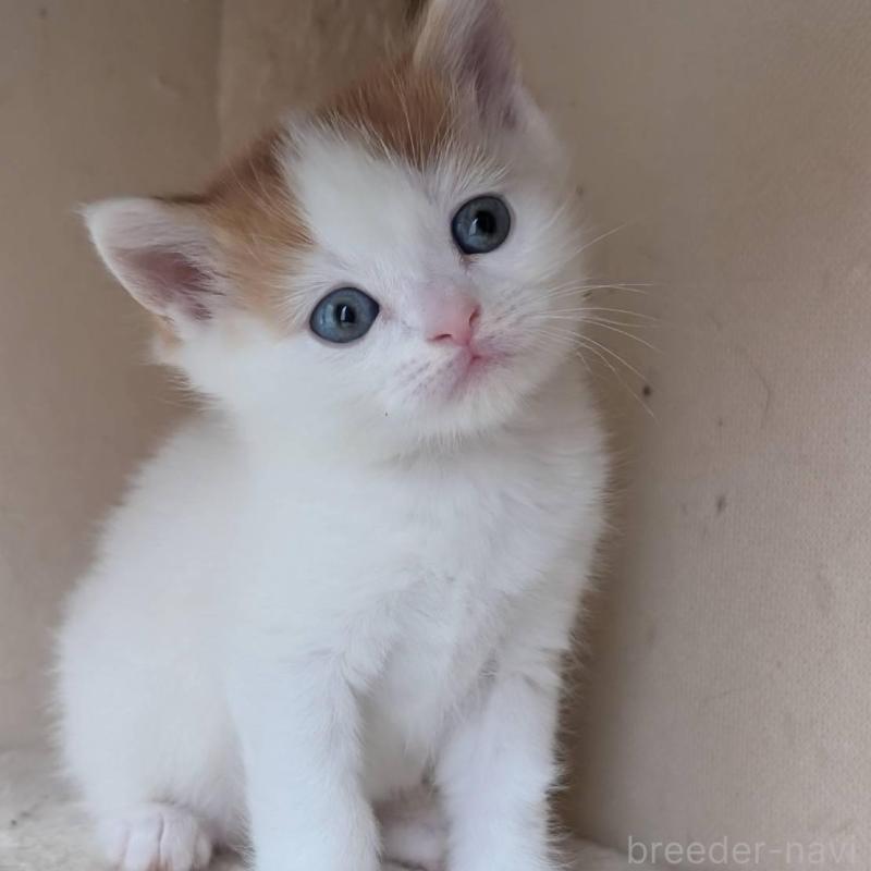 販売中の兵庫県のマンチカン-139954の9枚目