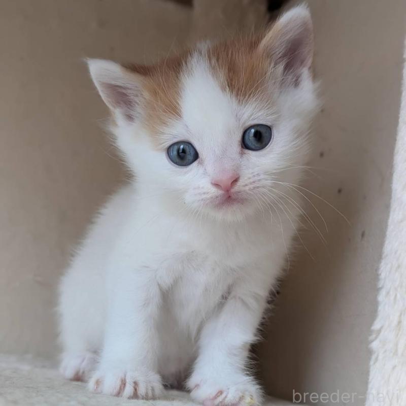 販売中の兵庫県のマンチカン-139954の8枚目