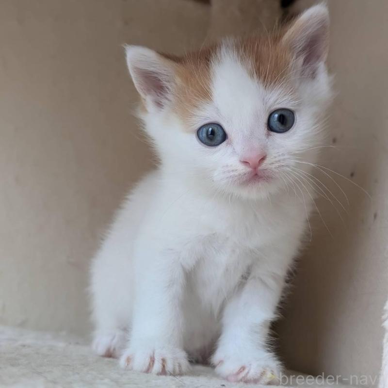 販売中の兵庫県のマンチカン-139954