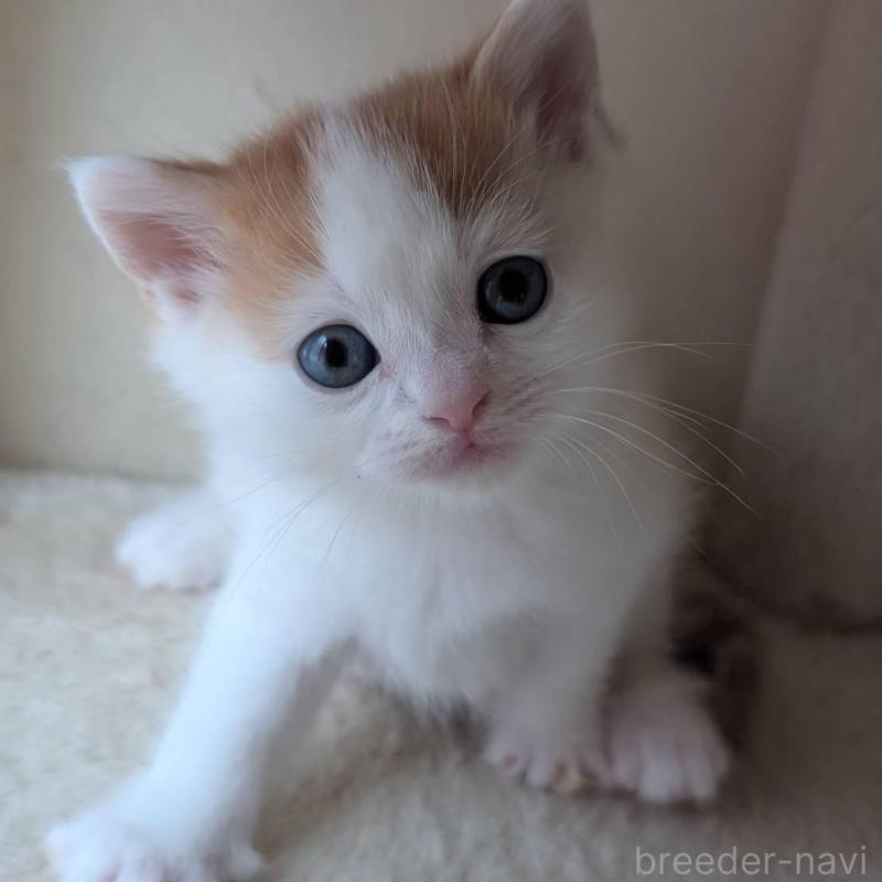 販売中の兵庫県のマンチカン-139954の7枚目