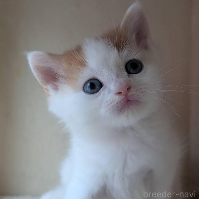 販売中の兵庫県のマンチカン-139954の6枚目