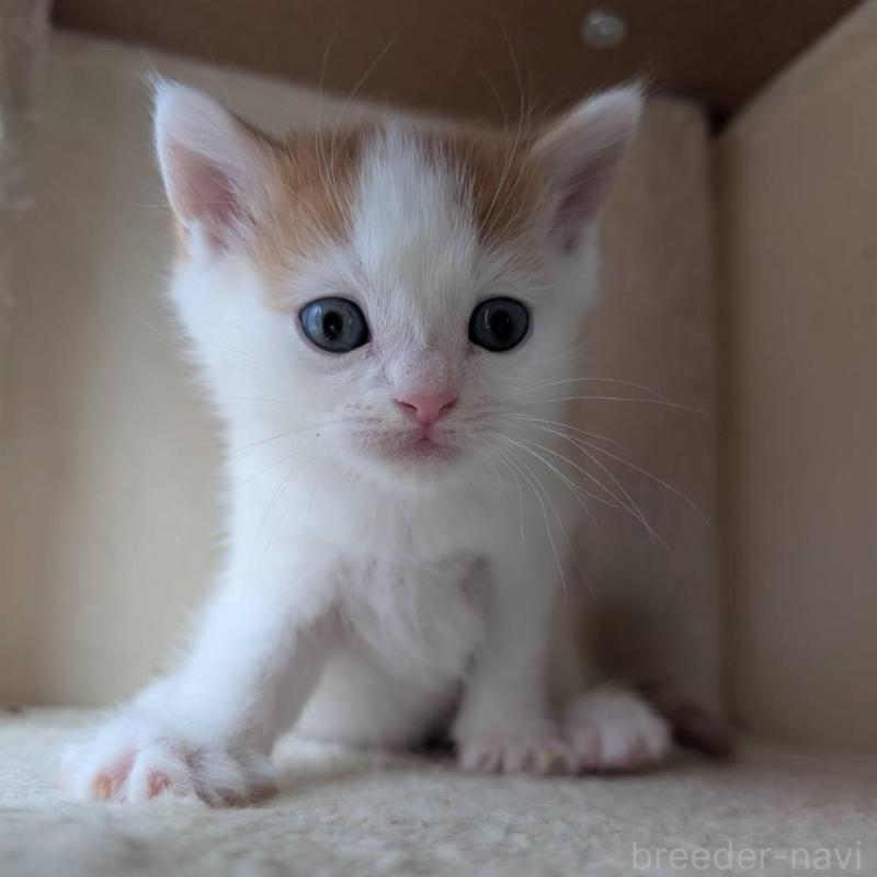 販売中の兵庫県のマンチカン-139954の5枚目