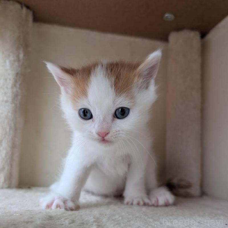 販売中の兵庫県のマンチカン-139954の4枚目