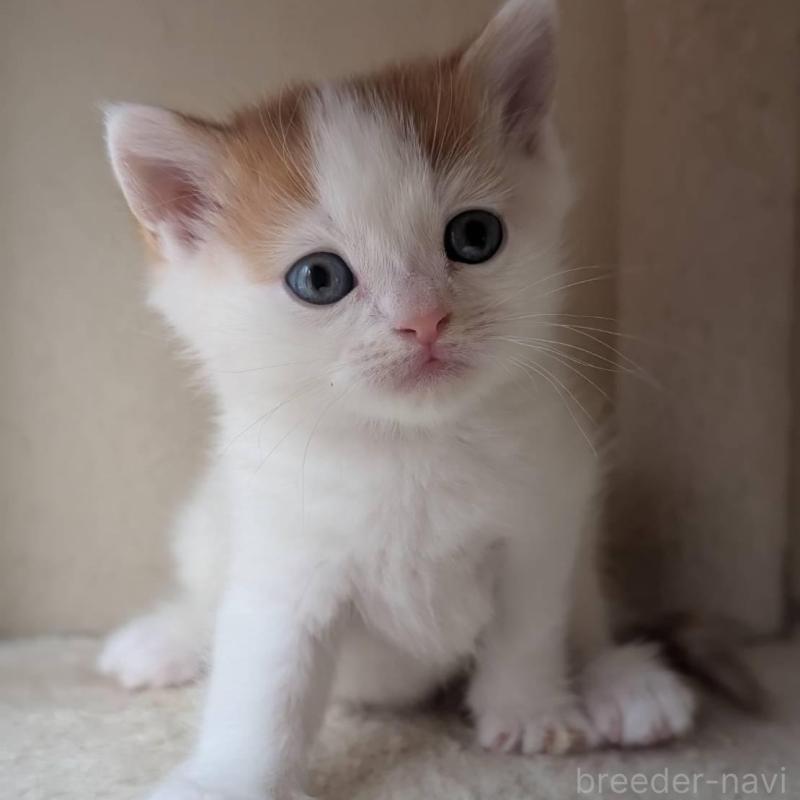 販売中の兵庫県のマンチカン-139954の3枚目