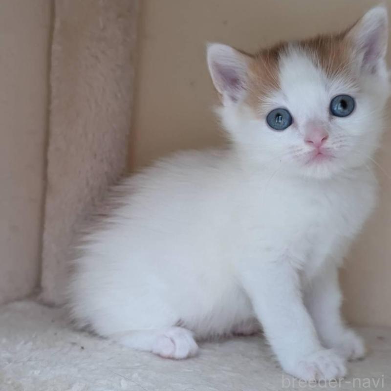 販売中の兵庫県のマンチカン-139954の2枚目