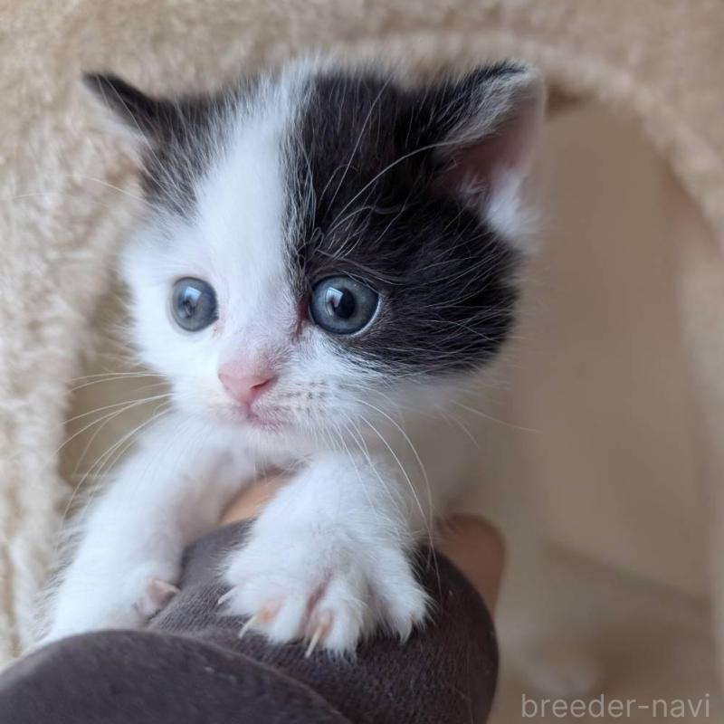 販売中の兵庫県のマンチカン-139955の8枚目