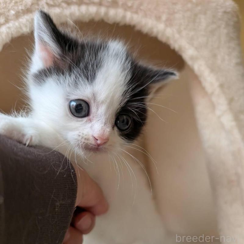 販売中の兵庫県のマンチカン-139955の7枚目