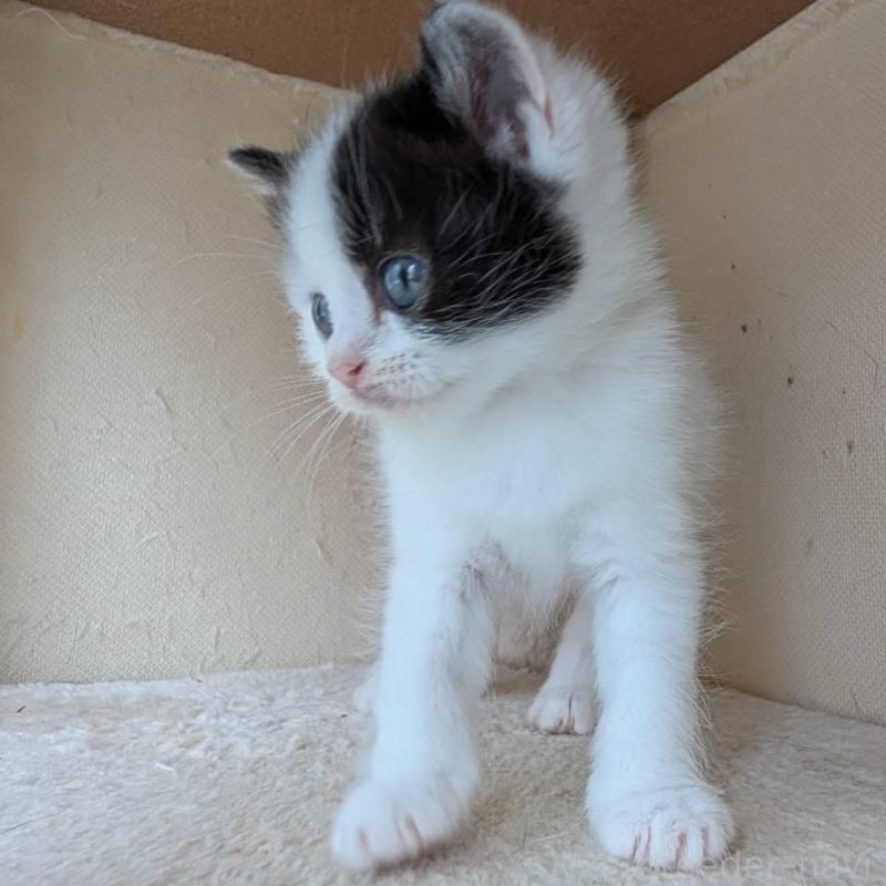 販売中の兵庫県のマンチカン-139955の6枚目