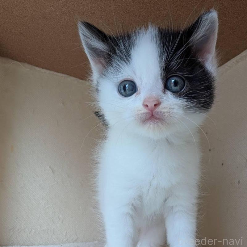 販売中の兵庫県のマンチカン-139955の5枚目