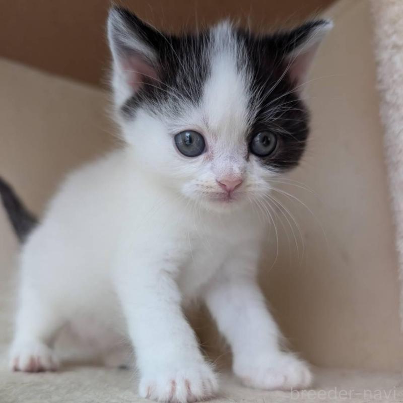 販売中の兵庫県のマンチカン-139955の4枚目