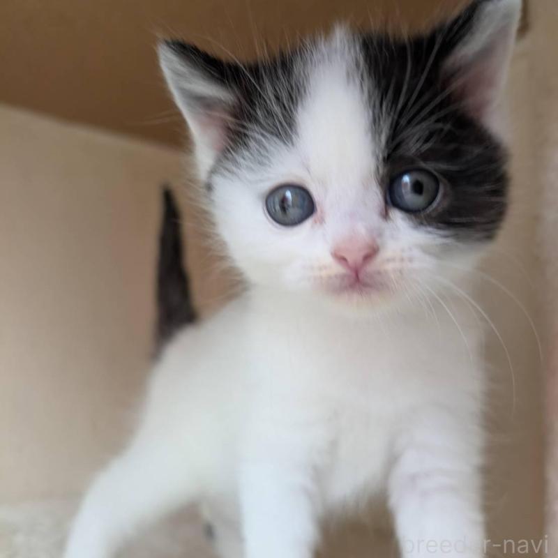 販売中の兵庫県のマンチカン-139955