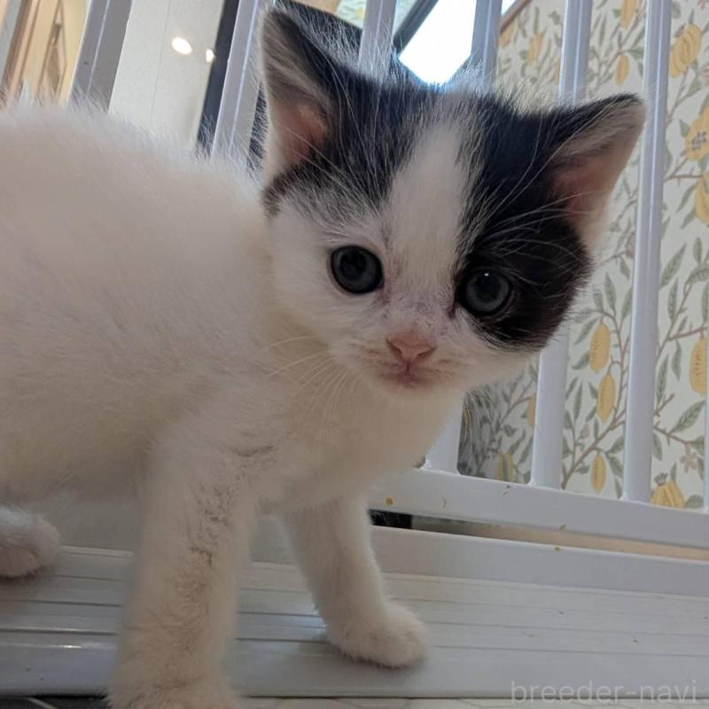 販売中の兵庫県のマンチカン-139955の3枚目