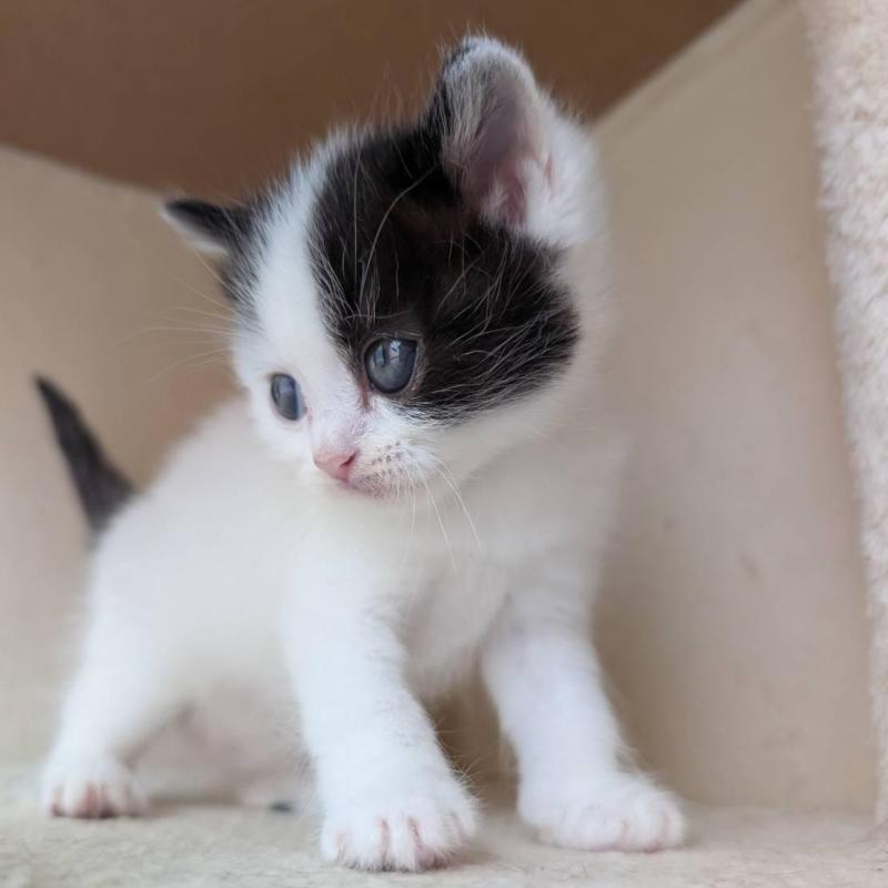 販売中の兵庫県のマンチカン-139955の2枚目