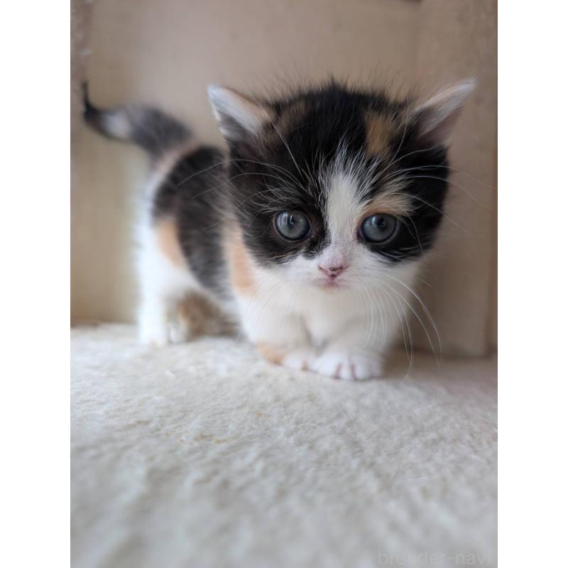 販売中の兵庫県のマンチカン(短足)-139956の9枚目