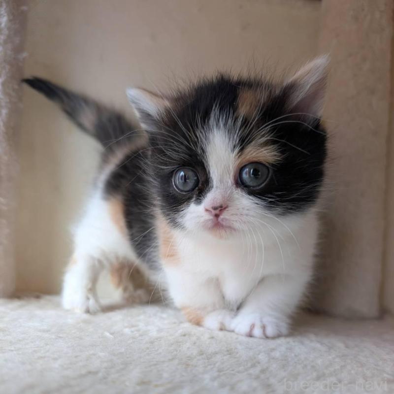 販売中の兵庫県のマンチカン(短足)-139956の8枚目