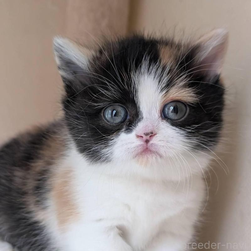 販売中の兵庫県のマンチカン(短足)-139956