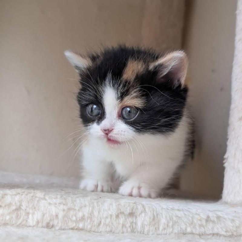 販売中の兵庫県のマンチカン(短足)-139956の7枚目