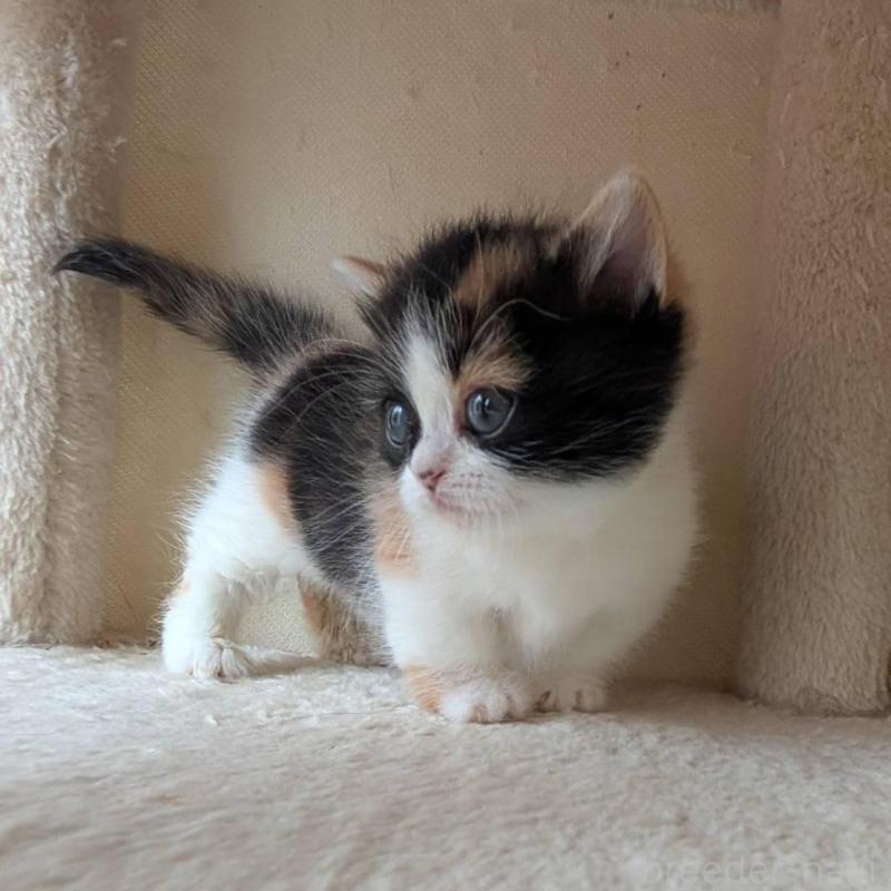 販売中の兵庫県のマンチカン(短足)-139956の6枚目