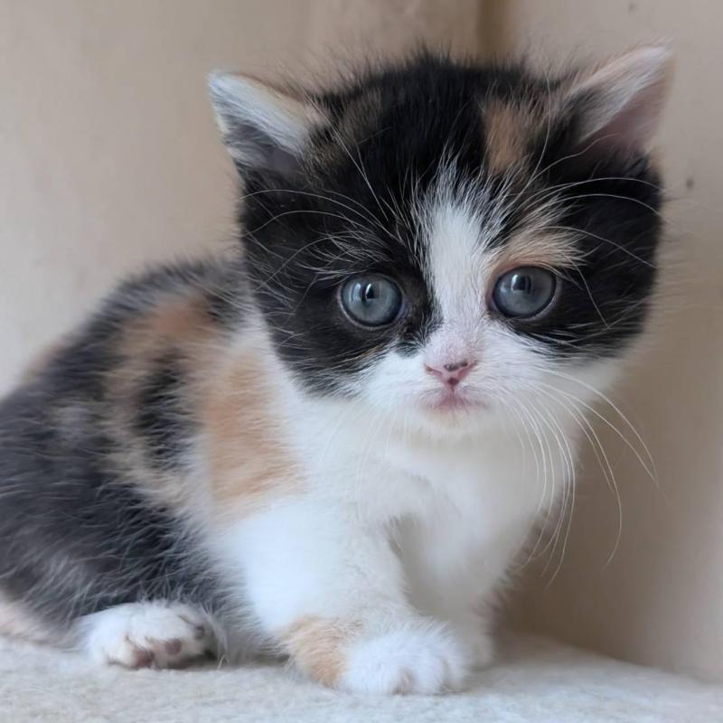 販売中の兵庫県のマンチカン(短足)-139956の5枚目