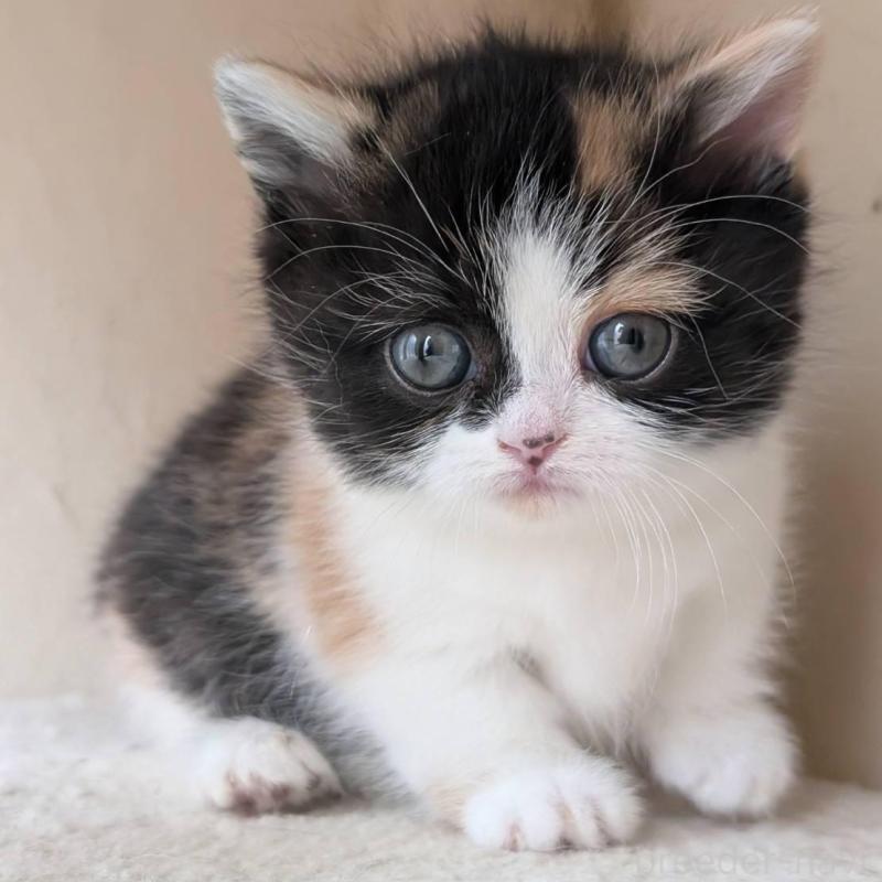 販売中の兵庫県のマンチカン(短足)-139956の4枚目