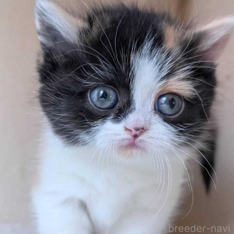 販売中の兵庫県のマンチカン(短足)-139956の3枚目