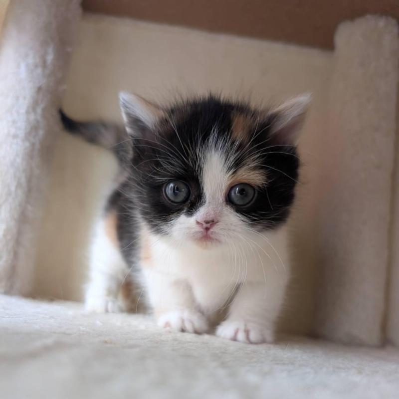 販売中の兵庫県のマンチカン(短足)-139956の2枚目