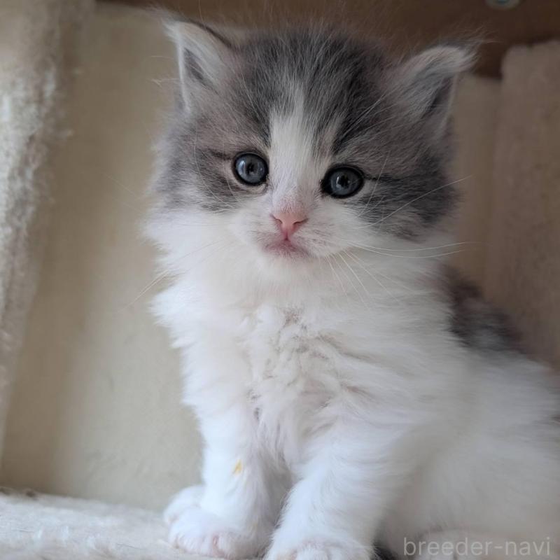 販売中の兵庫県のマンチカン-139957