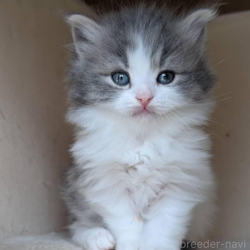 販売中の兵庫県のマンチカン-139957の10枚目