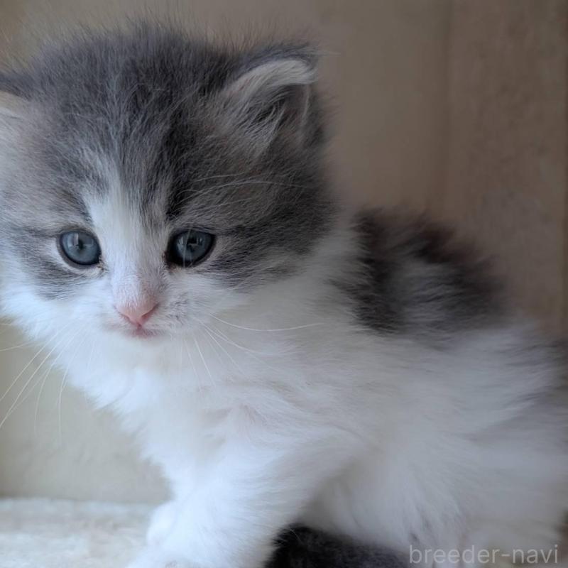 販売中の兵庫県のマンチカン-139957の9枚目