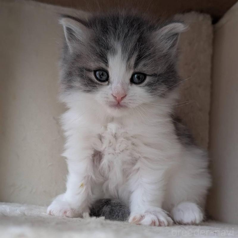 販売中の兵庫県のマンチカン-139957の8枚目