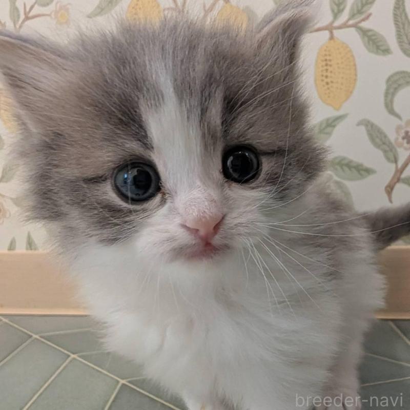 販売中の兵庫県のマンチカン-139957の7枚目