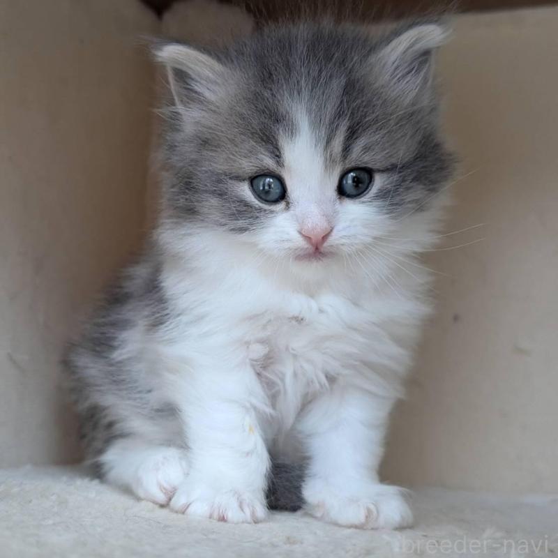 販売中の兵庫県のマンチカン-139957の6枚目