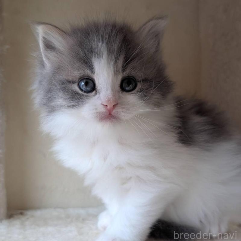 販売中の兵庫県のマンチカン-139957の5枚目