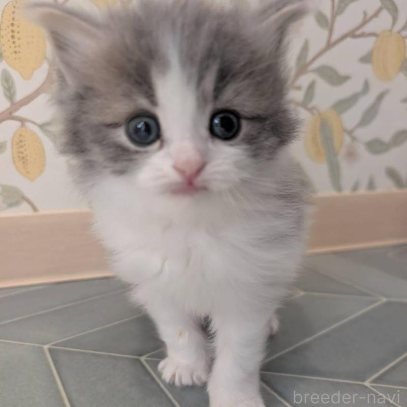 販売中の兵庫県のマンチカン-139957の4枚目