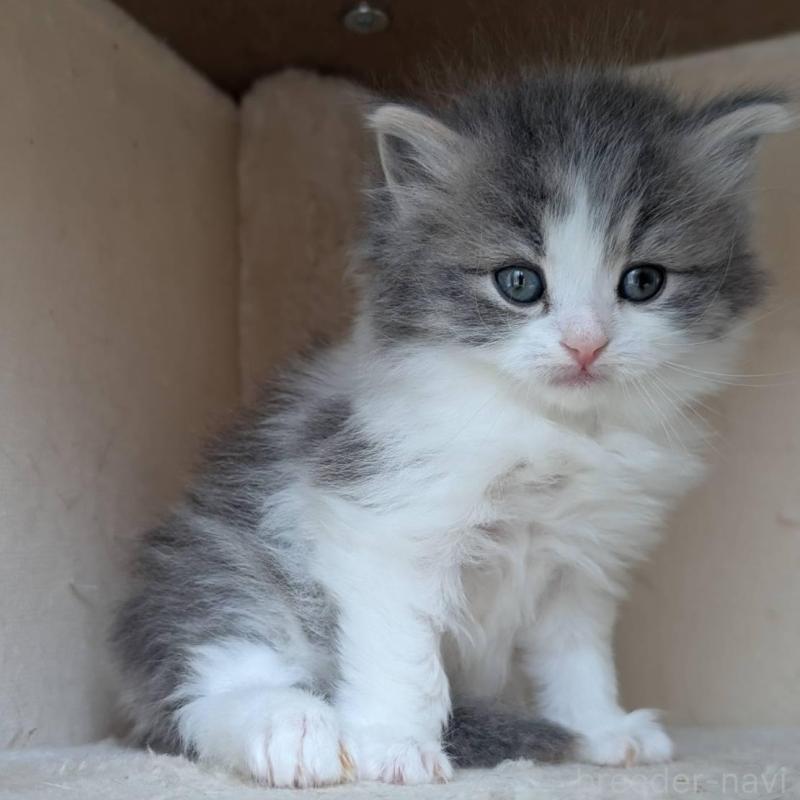 販売中の兵庫県のマンチカン-139957の3枚目