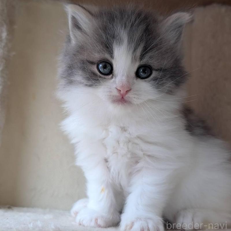 販売中の兵庫県のマンチカン-139957の2枚目