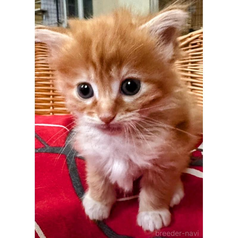 販売中の岐阜県のメインクーン-139958の2枚目