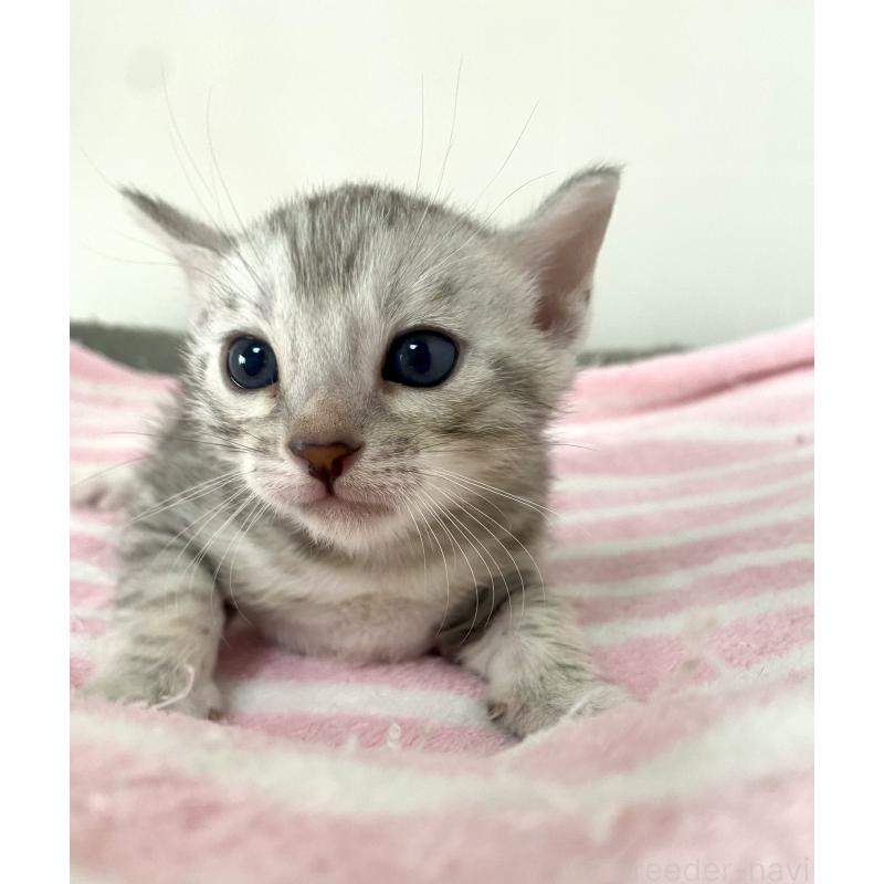 販売中ののベンガル-139643