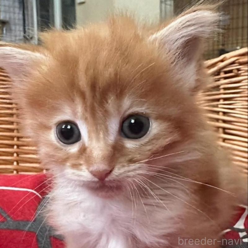 販売中の岐阜県のメインクーン-139958